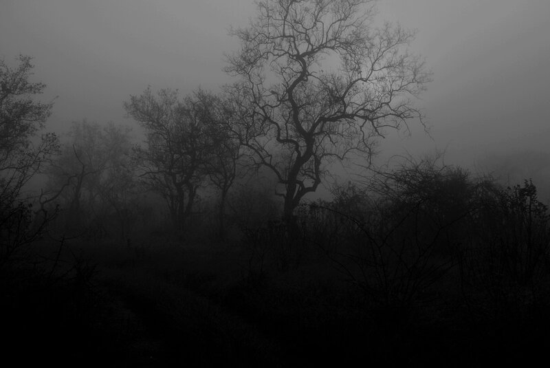 Bare Trees in Fog — Black, Eerie, Night, Photograph