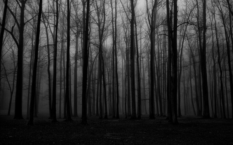 Bare Trees in Fog — Black, Eerie, Night