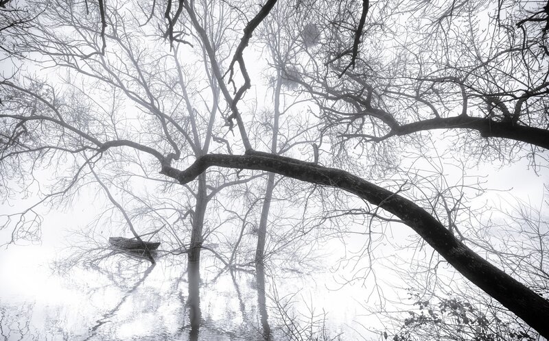 Bare Trees in Fog — Black, Misty