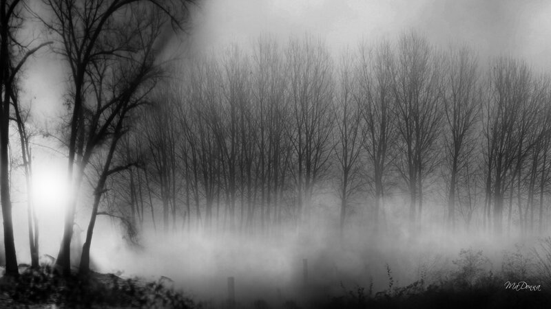 Bare Trees in Fog — Black, Mysterious
