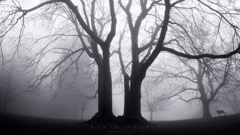 Bare Trees in Fog — Black, Mysterious, Winter, Photograph