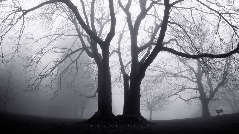 Bare Trees in Fog — Black, Mysterious, Winter