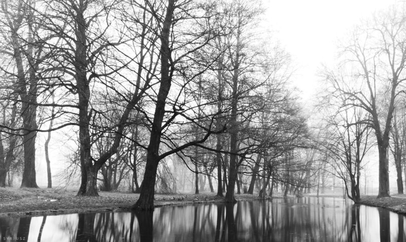 Bare Trees in Fog — Black, Serene