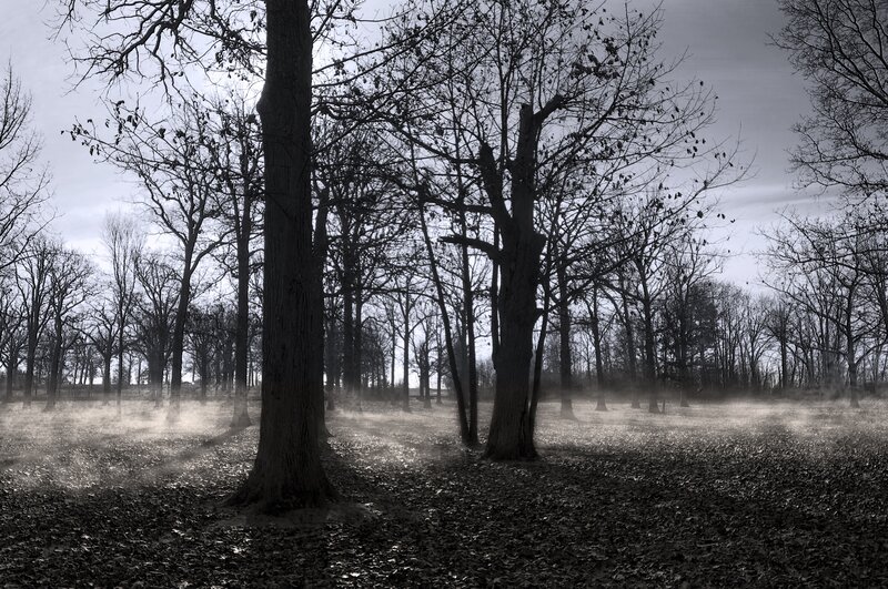 Bare Trees in Fog — Black, Somber, Autumn