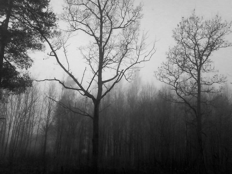 Bare Trees in Fog — Black, Somber