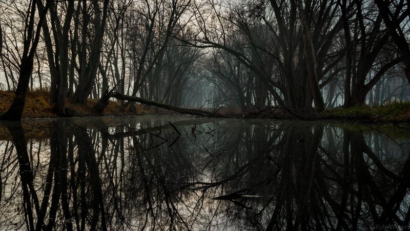 Bare Trees in Fog — Black, Somber, Winter, Photograph