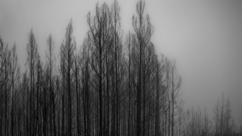 Bare Trees in Fog — Black, Somber, Winter