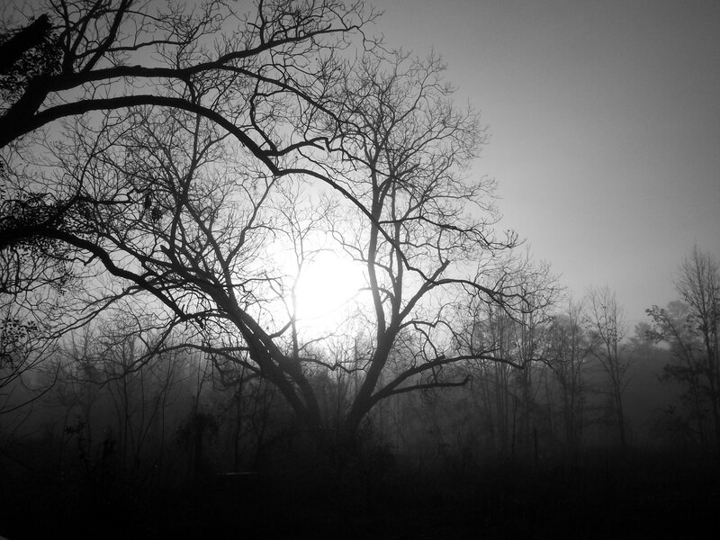 Bare Trees in Fog — Black