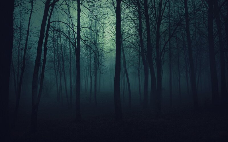 Bare Trees in Fog — Blue, Dark, Night, Photograph