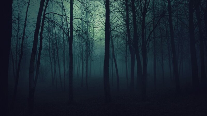 Bare Trees in Fog — Blue, Dark, Night