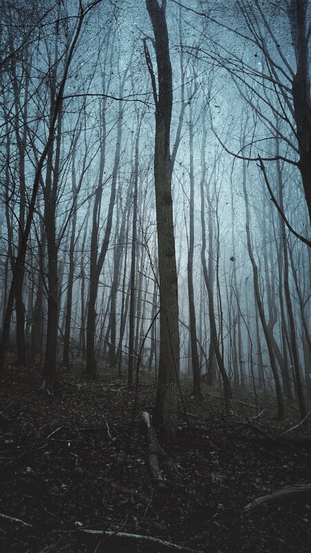 Bare Trees in Fog — Blue, Eerie