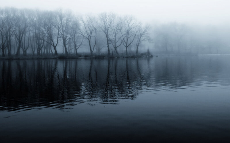 Bare Trees in Fog — Blue, Misty, Morning
