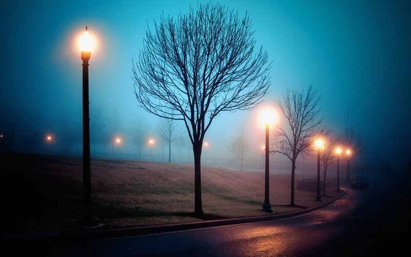 Bare Trees in Fog — Blue, Misty