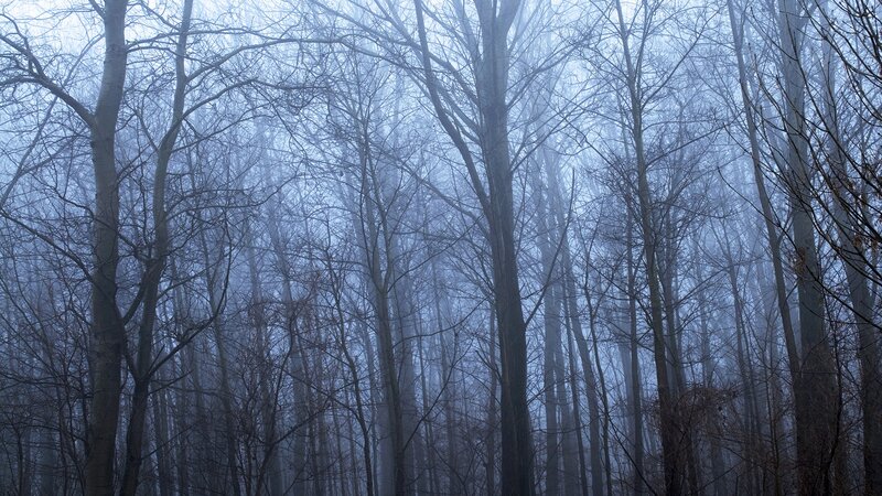 Bare Trees in Fog — Blue, Misty, Winter, Photograph, Forest