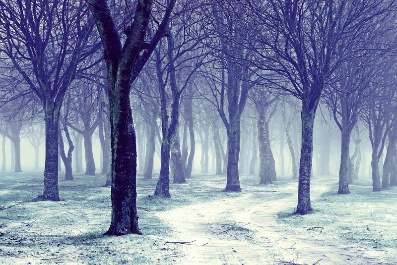 Bare Trees in Fog — Blue, Misty, Winter, Photograph, Path, Ground