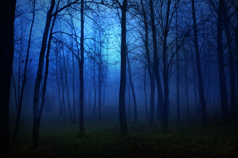 Bare Trees in Fog — Blue, Mysterious, Night