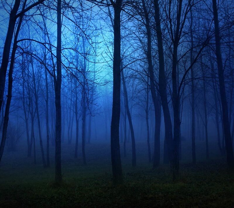 Bare Trees in Fog — Blue, Mysterious