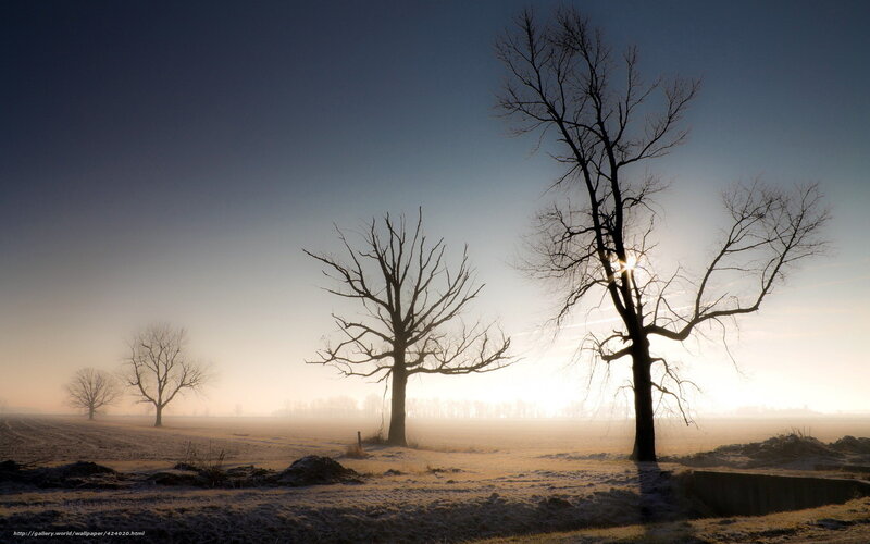 Bare Trees in Fog — Blue, Serene, Morning