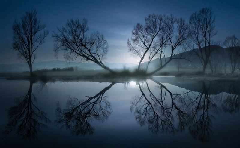 Bare Trees in Fog — Blue, Serene, Night