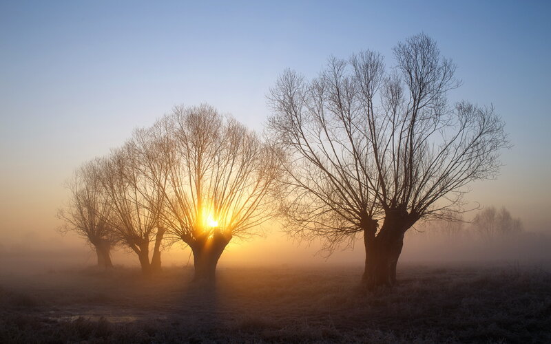 Bare Trees in Fog — Blue, Serene, Sunrise