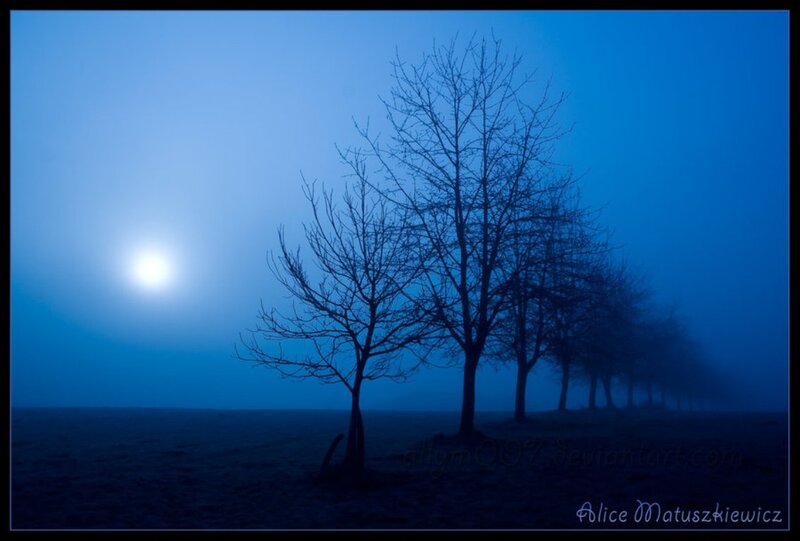 Bare Trees in Fog — Blue, Serene