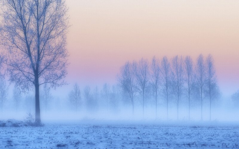 Bare Trees in Fog — Blue, Serene, Winter