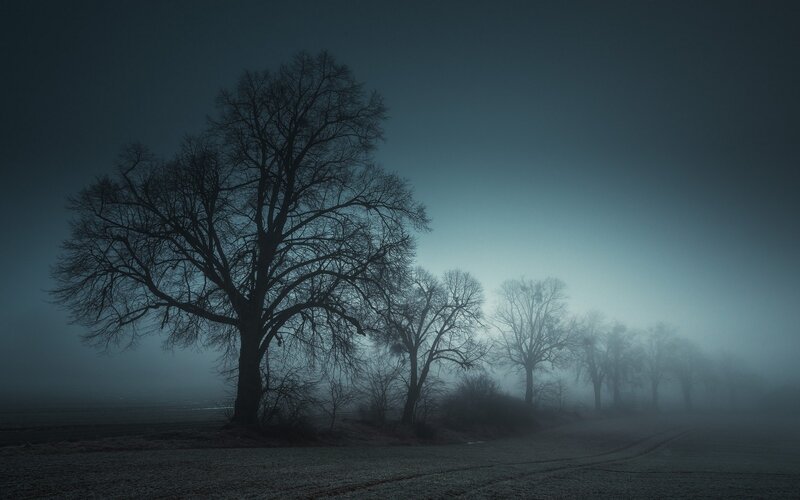 Bare Trees in Fog — Blue, Somber