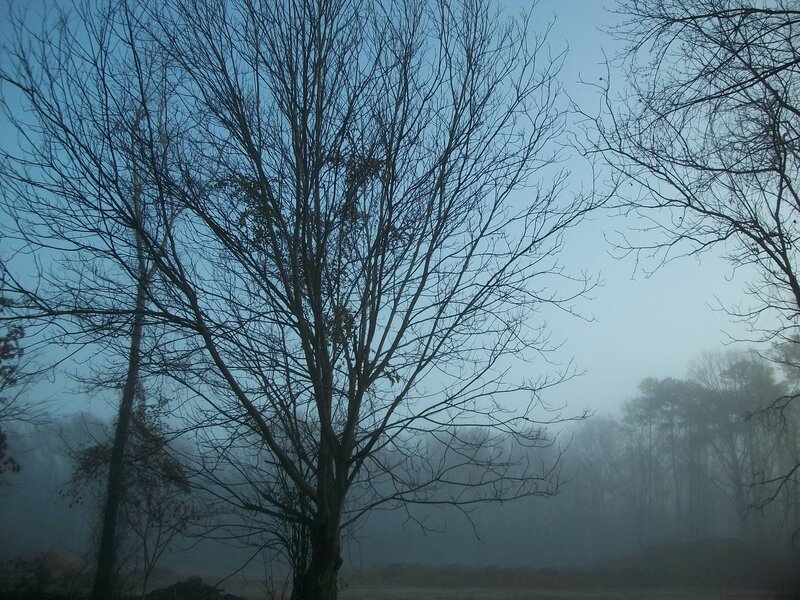 Bare Trees in Fog — Blue