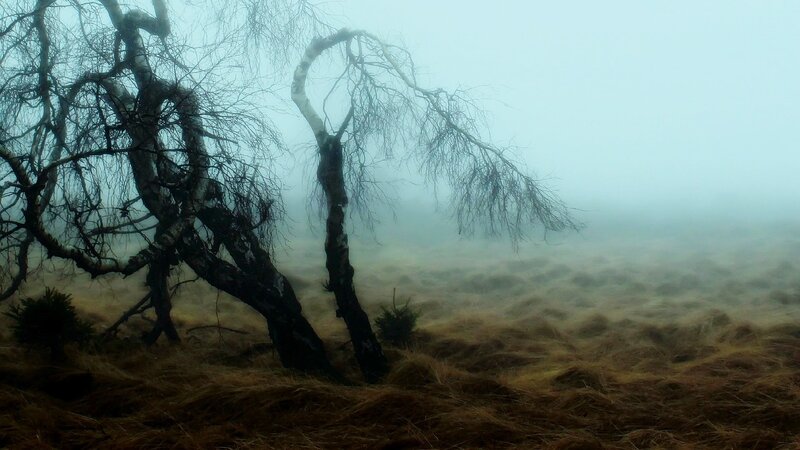 Bare Trees in Fog — Brown, Dreary