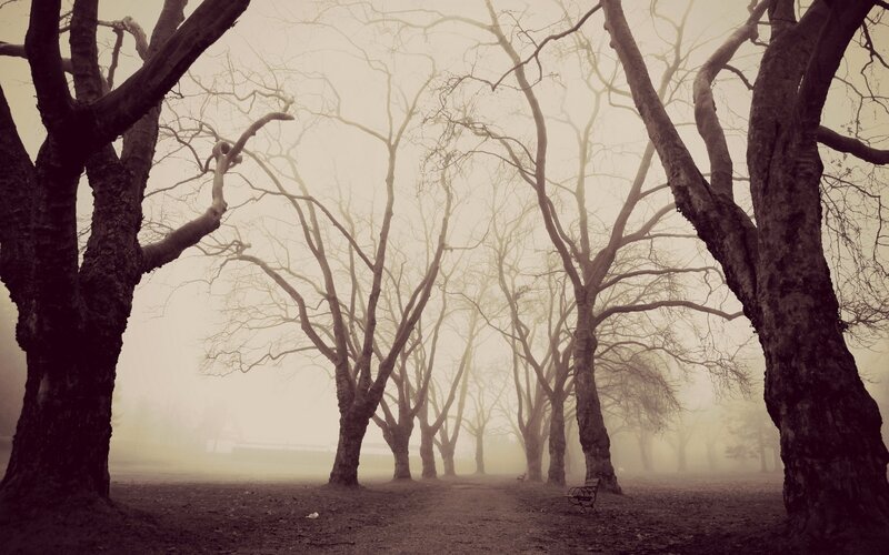 Bare Trees in Fog — Brown, Eerie