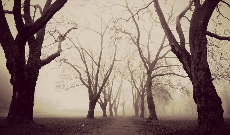 Bare Trees in Fog — Brown, Eerie, Winter