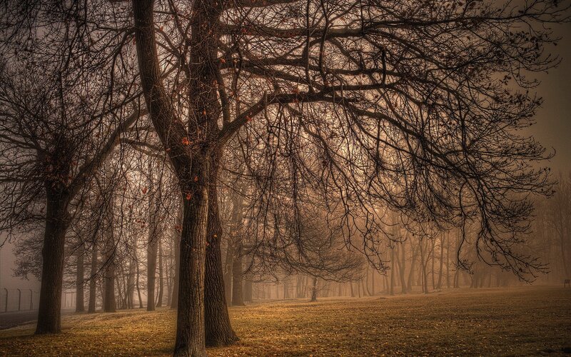Bare Trees in Fog — Brown, Misty, Autumn, Photograph
