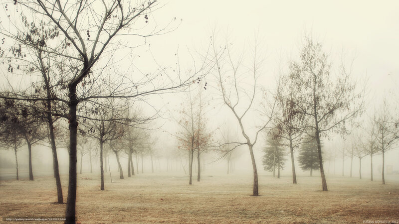 Bare Trees in Fog — Brown, Misty