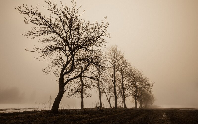 Bare Trees in Fog — Brown, Somber