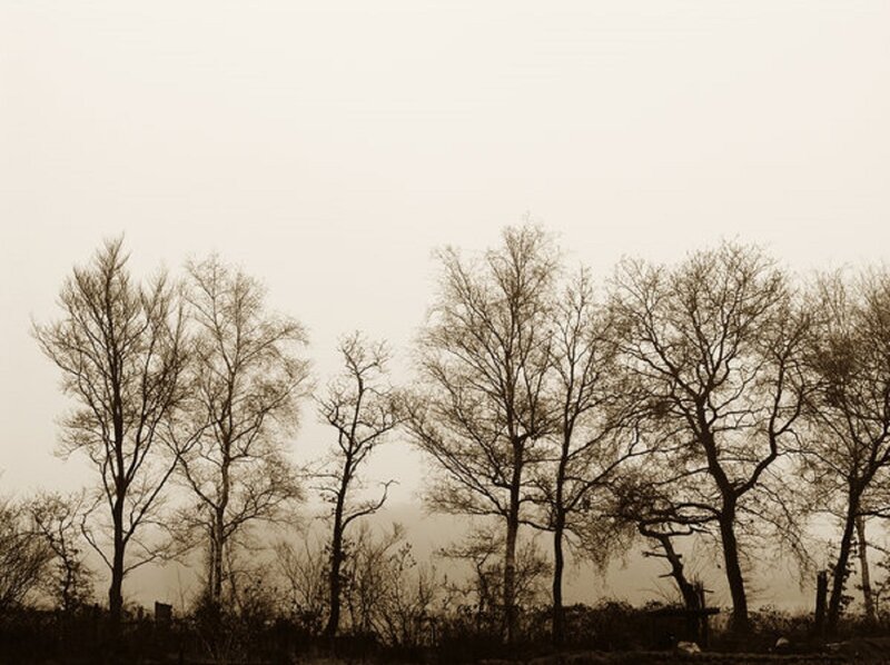 Bare Trees in Fog — Brown, Somber, Winter