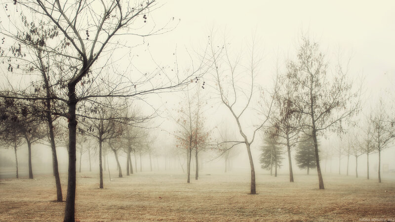 Bare Trees in Fog — Brown