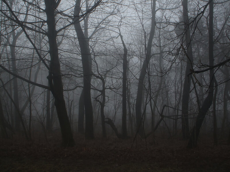 Bare Trees in Fog — Gray, Dreary