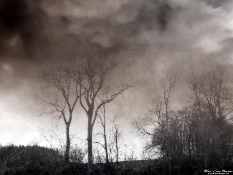 Bare Trees in Fog — Gray, Dreary, Winter, Photograph, Sky