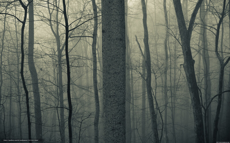 Bare Trees in Fog — Gray, Eerie