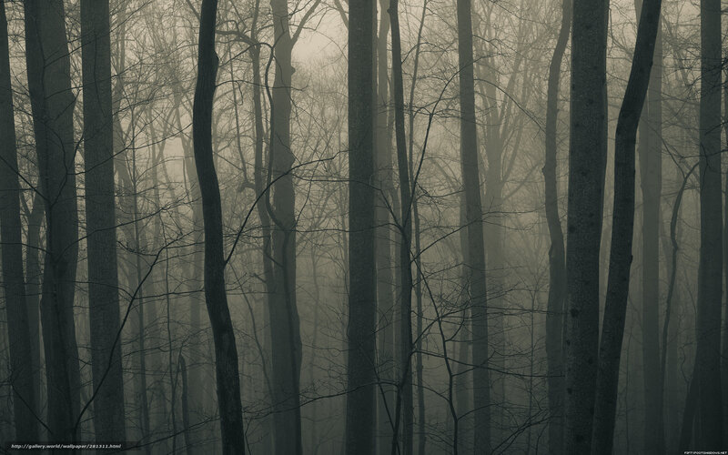 Bare Trees in Fog — Gray, Eerie, Winter