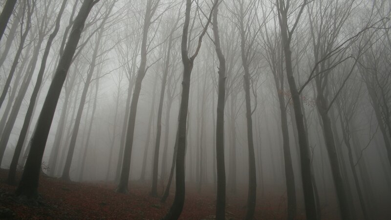 Bare Trees in Fog — Gray, Misty, Autumn