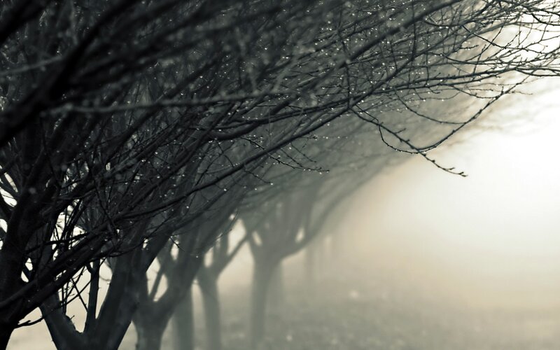 Bare Trees in Fog — Gray, Misty, Morning, Photograph, Branches