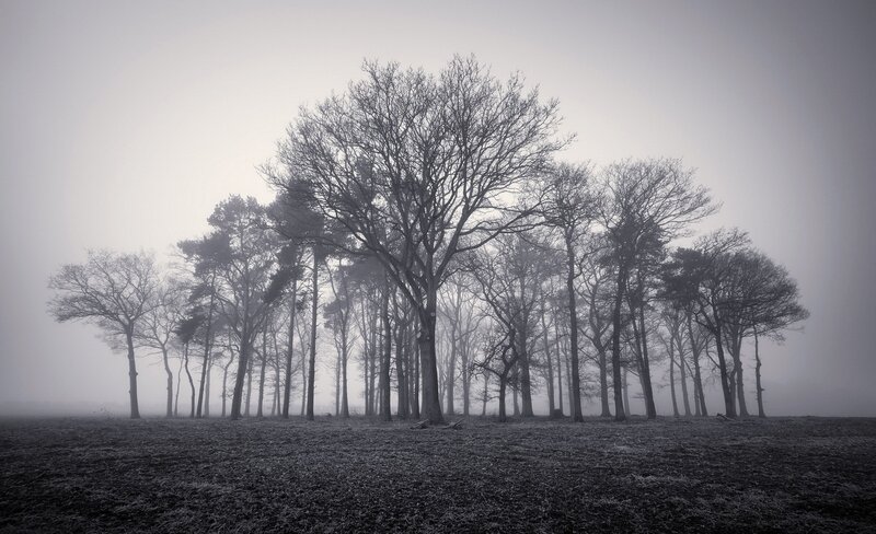 Bare Trees in Fog — Gray, Misty, Morning, Photograph, Field