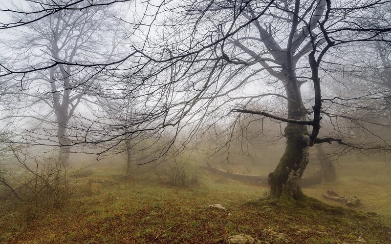 Bare Trees in Fog — Gray, Misty, Morning, Photograph, Grass, Moss, Green
