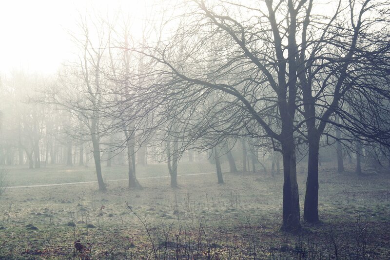 Bare Trees in Fog — Gray, Misty, Morning, Photograph, Grass