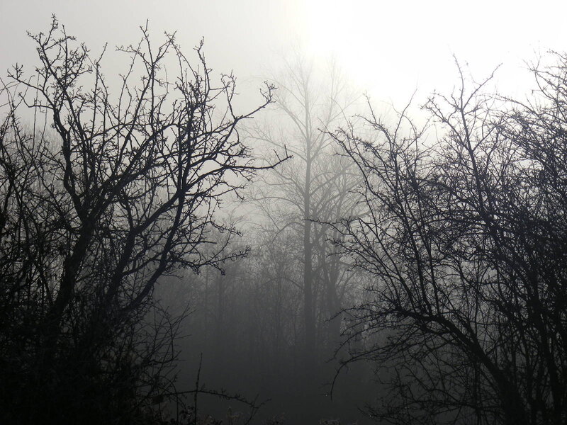 Bare Trees in Fog — Gray, Misty, Morning, Photograph, Sky