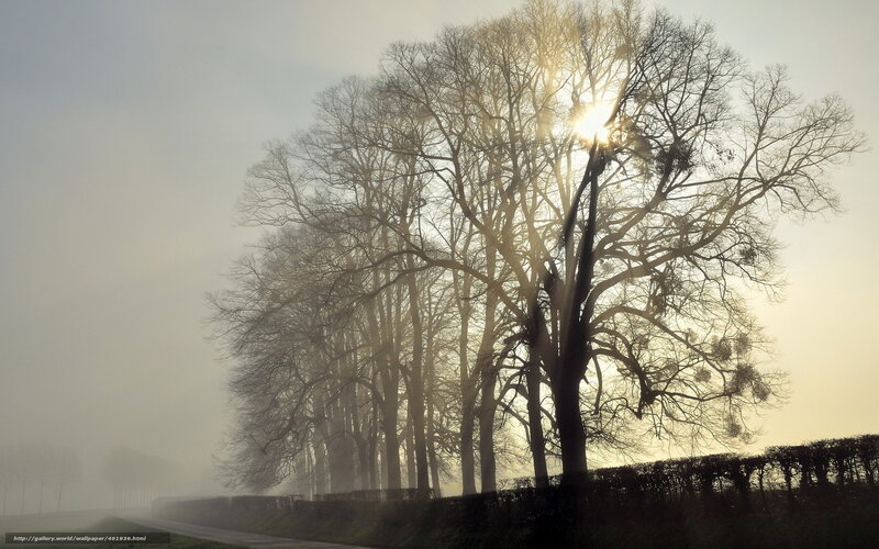Bare Trees in Fog — Gray, Misty, Morning, Photograph, Sun