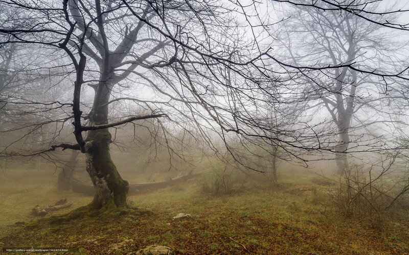 Bare Trees in Fog — Gray, Misty, Morning