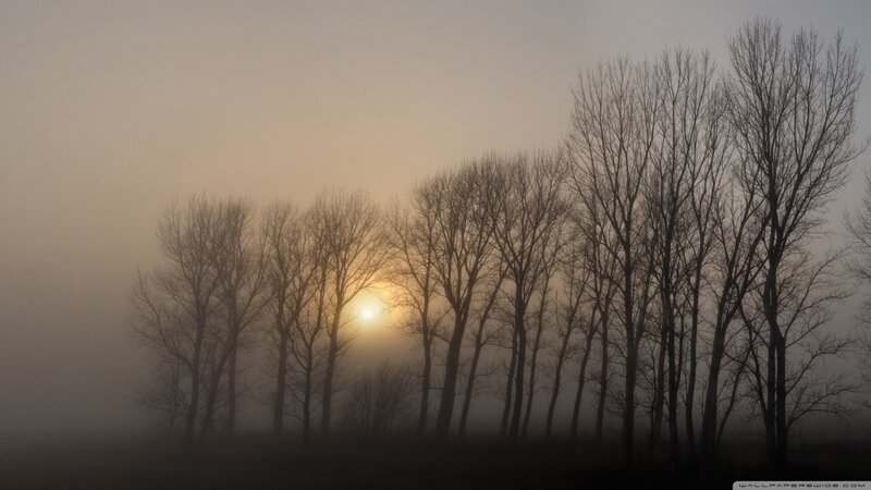 Bare Trees in Fog — Gray, Misty, Sunrise