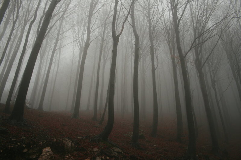 Bare Trees in Fog — Gray, Misty